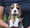 BASSET HOUND Puppies For Sale Asia Pets 